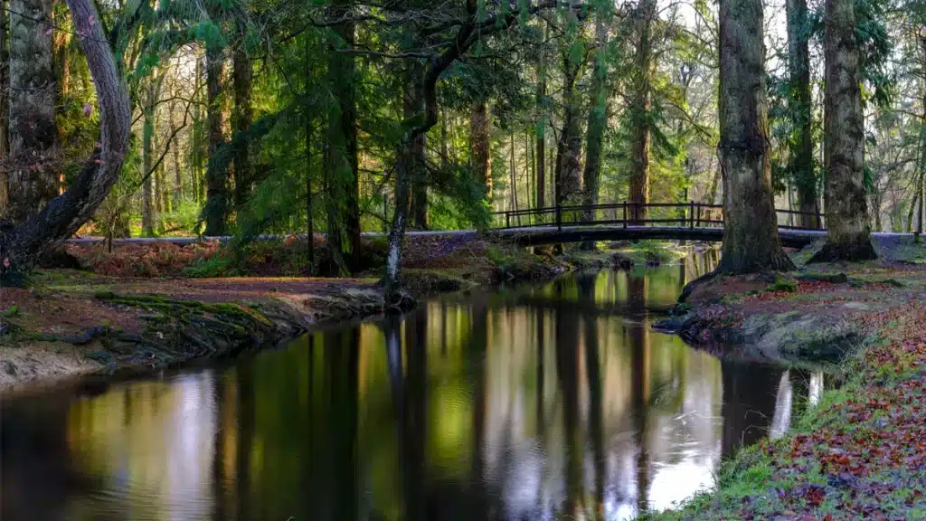 New Forest